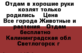 Отдам в хорошие руки козлят.только родились. › Цена ­ 20 - Все города Животные и растения » Отдам бесплатно   . Калининградская обл.,Светлогорск г.